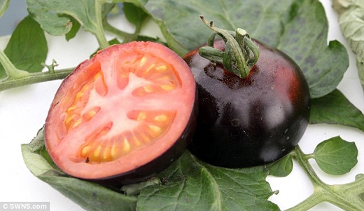 Black Tomatoes-2